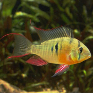 Alternative view of Bolivian Ramirezi