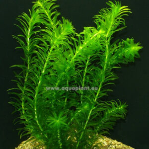 Alternative view of Son Grow Egeria Densa