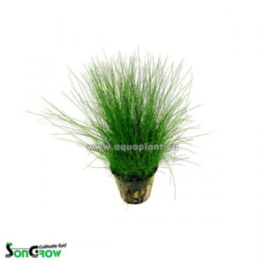 Son Grow Eleocharis parvula