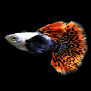 Alternative view of Guppy Halfmoon Αρσενικά