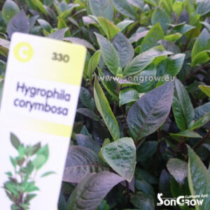Alternative view of Son Grow Hygrophila corymbosa