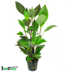 Son Grow Hygrophila corymbosa