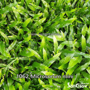 Alternative view of Microsorum mini (Microsorum Petite)