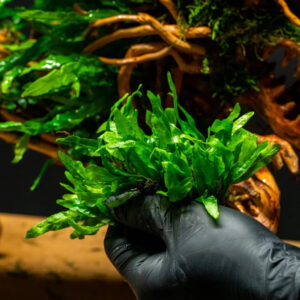 Microsorum mini (Microsorum Petite)