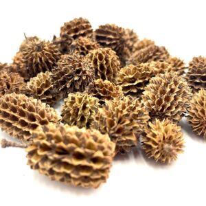 Κώνοι Casuarina (30 τμχ)