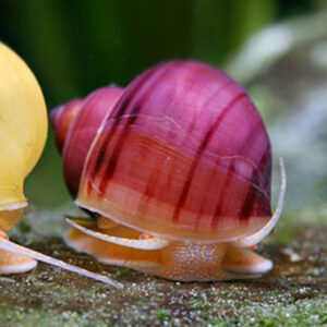 Ampullaria snails