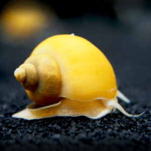 Alternative view of Ampullaria snails