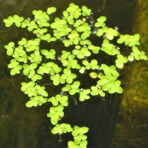 Alternative view of Lemna minor / Duckweed