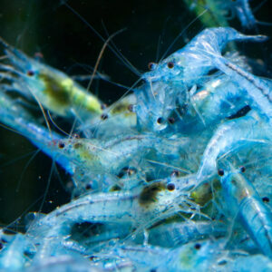 Alternative view of Neocaridina davidi blue jelly