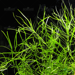 Pogostemon quadrifolius