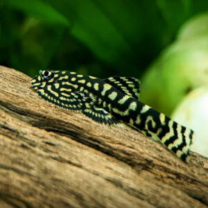 Alternative view of Sewellia Lineolata (Hillstream Loach)