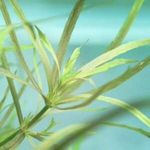 Alternative view of Pogostemon quadrifolius