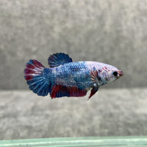 Alternative view of Betta splendens Male plakat