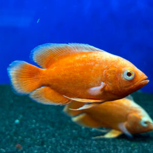 Alternative view of Astronotus Ocellatus Red Chilli Oscar 8-9 εκατ.