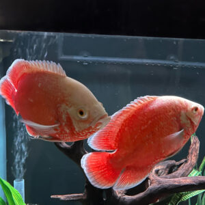 Astronotus Ocellatus Red Chilli Oscar 8-9 εκατ.