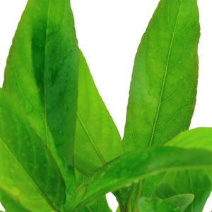 Alternative view of Hygrophila corymbosa 'Siamensis'