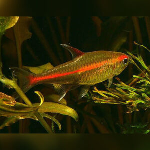 Alternative view of Glowlight tetra (Hemigrammus erythrozonus)