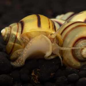 Alternative view of Asolene spixi (Zebra apple snail)