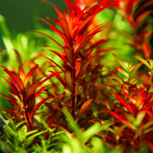 Alternative view of Rotala rotundifolia "Blood Red"