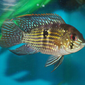 Andinoacara pulcher Trinidad M