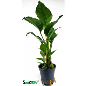 Alternative view of Son Grow Anubias heterophylla