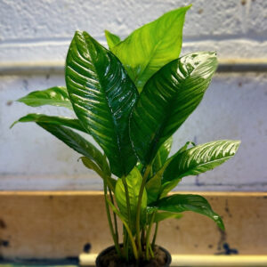 Son Grow Anubias heterophylla