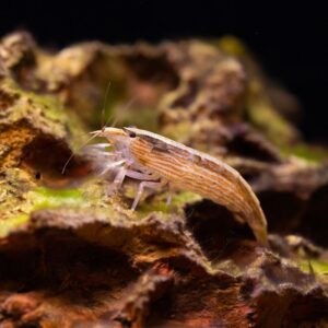 Bamboo shrimp (Atya moluccensis)