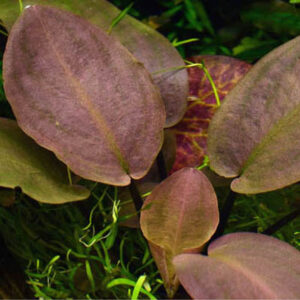 Son Grow Lagenandra meeboldii 'Red'