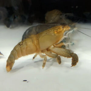 Atya gabonensis (Vampire Shrimp)