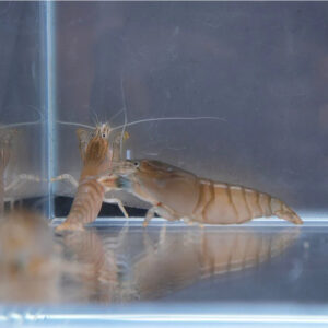 Alternative view of Atya gabonensis (Vampire Shrimp)