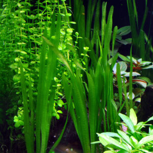 Vallisneria sp.