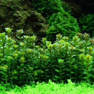 Rotala indica 'Bonsai'