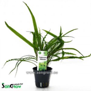 Alternative view of Son Grow Cryptocoryne balansae
