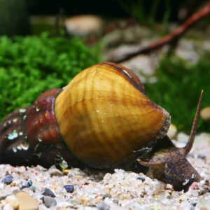 Alternative view of Brotia herculea (Giant tower cap snail)