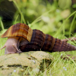 Brotia herculea (Giant tower cap snail)