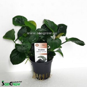 Son Grow Anubias barteri sp. coin leaf