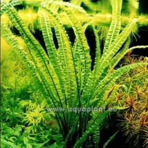 Son Grow Cryptocoryne balansae