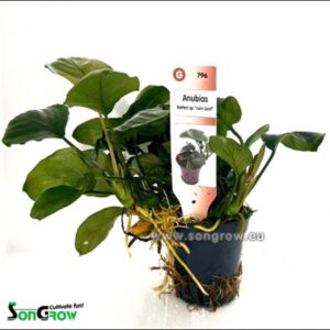 Alternative view of Son Grow Anubias barteri sp. coin leaf