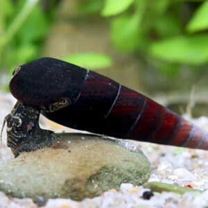 Alternative view of Faunus sp. Cappuccino red/black