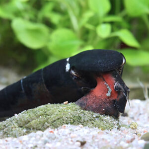 Faunus sp. Cappuccino red/black