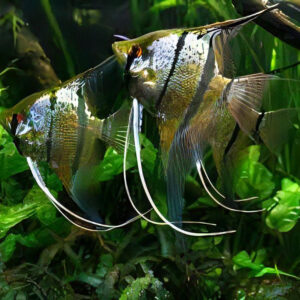 Alternative view of Pterophyllum scalare "Rio Nanay" (Peru Spotted Altum)