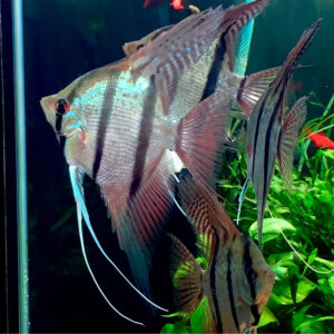 Pterophyllum scalare "Rio Nanay" (Peru Spotted Altum)