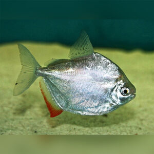 Metynnis Hypsauchen (Silver Dollar)