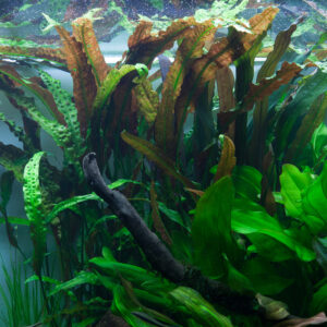 Alternative view of Cryptocoryne Usteriana