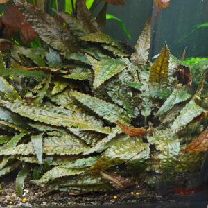 Cryptocoryne Usteriana