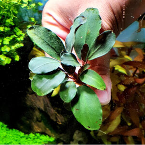Alternative view of Son Grow Bucephalandra sp. Blue Green