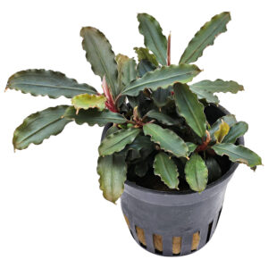 Son Grow Bucephalandra sp. Blue Green