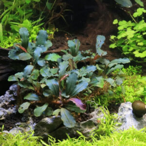 Son Grow Bucephalandra sp. "Mini Red"