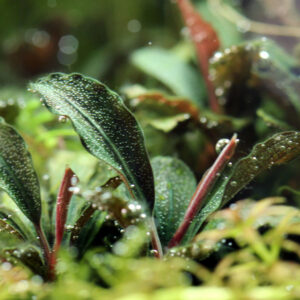 Alternative view of Son Grow Bucephalandra sp. "Mini Red"