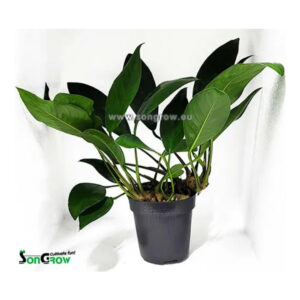 Son Grow Anubias congensis round